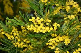 Acacia Decurrens (Black Wattle)