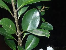 Myrsine Howittiana (Muttonwood)