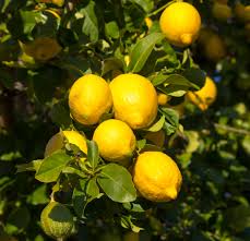 Citrus Limon ‘Eureka Seedless’ (Lemon)  Grafted