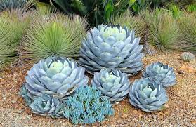 Agave Parryi Var. Truncata (Artichoke Agave)