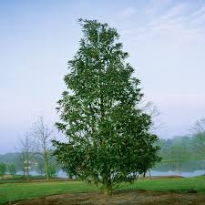 Magnolia Grandiflora ‘Alta’ (Southern Magnolia)