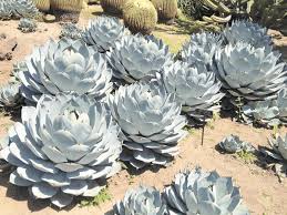 Agave Parryi Var. Truncata (Artichoke Agave)