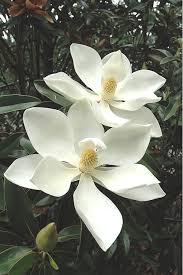 Magnolia Grandiflora ‘Alta’ (Southern Magnolia)