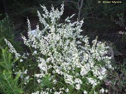 Olearia Microphylla (Small-Leaved Daisy-Bush)