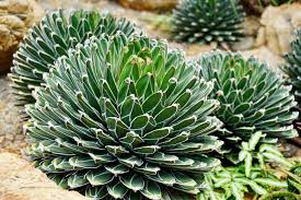 Agave Victoriae-Reginae (Queen Victoria Agave)
