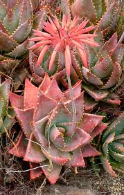 Aloe mitriformis (Creeping Aloe)