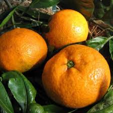 Citrus Unshiu ‘Robbie Engalls Seedless Dwarf’ (Mandarin) Grafted