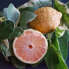 Citrus Limon ‘Pinky’ (Lemon)