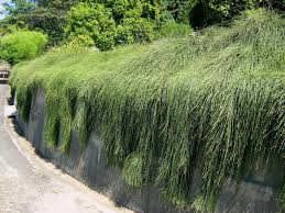 Casuarina Glauca ‘Shagpile’ (Swamp She-Oak)