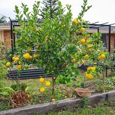 Citrus Limon X Reticulata ‘Lemonade’ (Lemonade) Grafted 