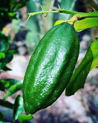 Citrus Inodora (Australian Lime) GRAFTED – Nursery Warehouse PTY LTD