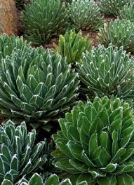 Agave Victoriae-Reginae (Queen Victoria Agave)