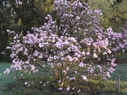 Magnolia 'Rickii' (Magnolia)