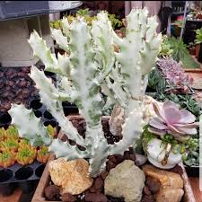 Euphorbia Lactea ‘Ghost’ (Ghost Euphorbia)