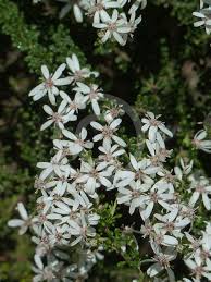 Olearia Microphylla (Small-Leaved Daisy-Bush)