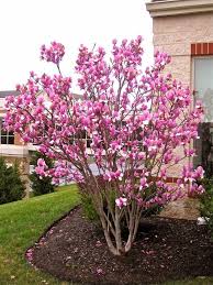 Magnolia X Soulangeana ‘Genie’ (Saucer Magnolia)