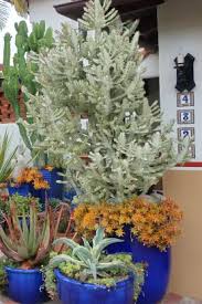 Euphorbia Lactea ‘Ghost’ (Ghost Euphorbia)