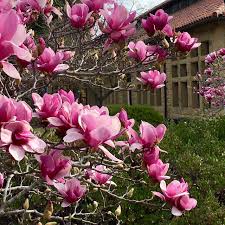 Magnolia X Soulangeana ‘Genie’ (Saucer Magnolia)