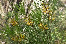 Persoonia linearis (Narrow-leaf Geebung)