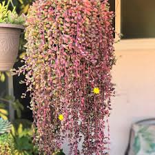 Othonna Capensis ‘Ruby Necklace’ (Ruby Necklace Plant)