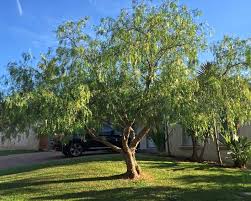 Schinus Areira (Pepper Tree)