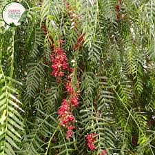 Schinus Areira (Pepper Tree)
