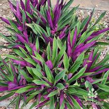 Tradescantia Spathacea ‘Dwarf’ (Dwarf Rhoeo)