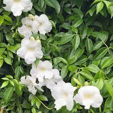 Pandorea Jasminoides ‘Alba’ (Bower Vine)