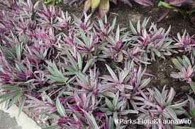 Tradescantia Spathacea ‘Dwarf’ (Dwarf Rhoeo)