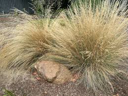 Poa labillardieri var. labillardierei (Common Tussock Grass)
