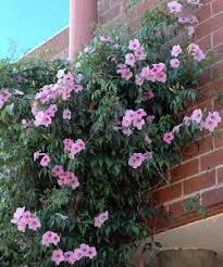 Pandorea Jasminoides ‘Jam Drops’ (Bower Vine)