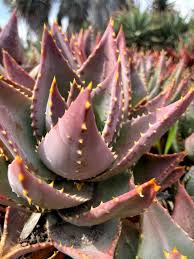 Aloe mitriformis (Creeping Aloe)