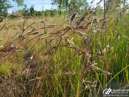 Cymbopogon refractus (Barbed Wire Grass)