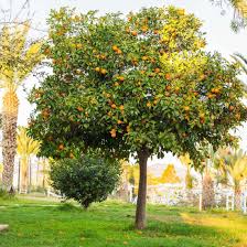Citrus Sinensis ‘Washington Navel’ (Orange) Grafted