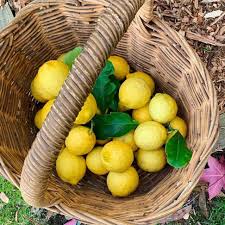 Citrus Limon X Reticulata ‘Lemonade’ (Lemonade) Grafted 