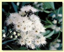 Angophora Floribunda (Rough Barked Apple)