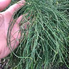 Casuarina Glauca ‘Shagpile’ (Swamp She-Oak)