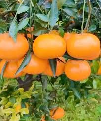 Citrus Unshiu ‘Robbie Engalls Seedless Dwarf’ (Mandarin) Grafted