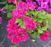 Bougainvillea Glabra ‘Pagoda Pink’ (Bougainvillea)