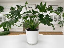 Philodendron Selloum Hope (Philodendron)