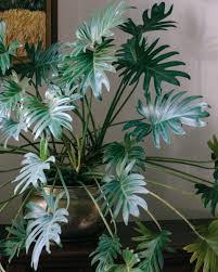 Philodendron Selloum Hope (Philodendron)