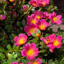 Portulaca Sun Jewels (Portulaca)