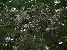 Posoqueria Longiflora (Posoqueria)