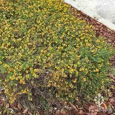 Pultenaea Retusa (Notched Bush Pea)