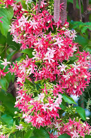 Quisqualis Indica (Rangoon Creeper)