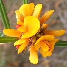 Pultenaea Retusa (Notched Bush Pea)