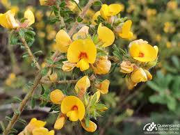 Pultenaea villosa (Hairy Bush-pea)
