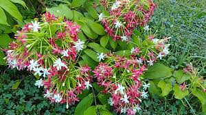 Quisqualis Indica (Rangoon Creeper)