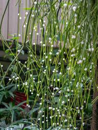 Rhipsalis Baccifera (Mistletoe Cactus)
