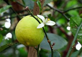Citrus Aurantifolia ‘Indonesian’ (Lime Indonesian) Grafted